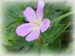 高山の花